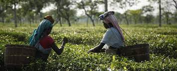 A life of dignity long overdue for Assam's tea workers | Ethical Trading  Initiative